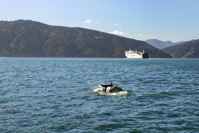 InterIslander Ferry - Picton to Wellington - Trip Details