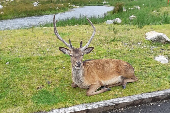 Inverness to Culloden, Cairngorms and Clava Cairns Tour - End Point and Cancellation Policy