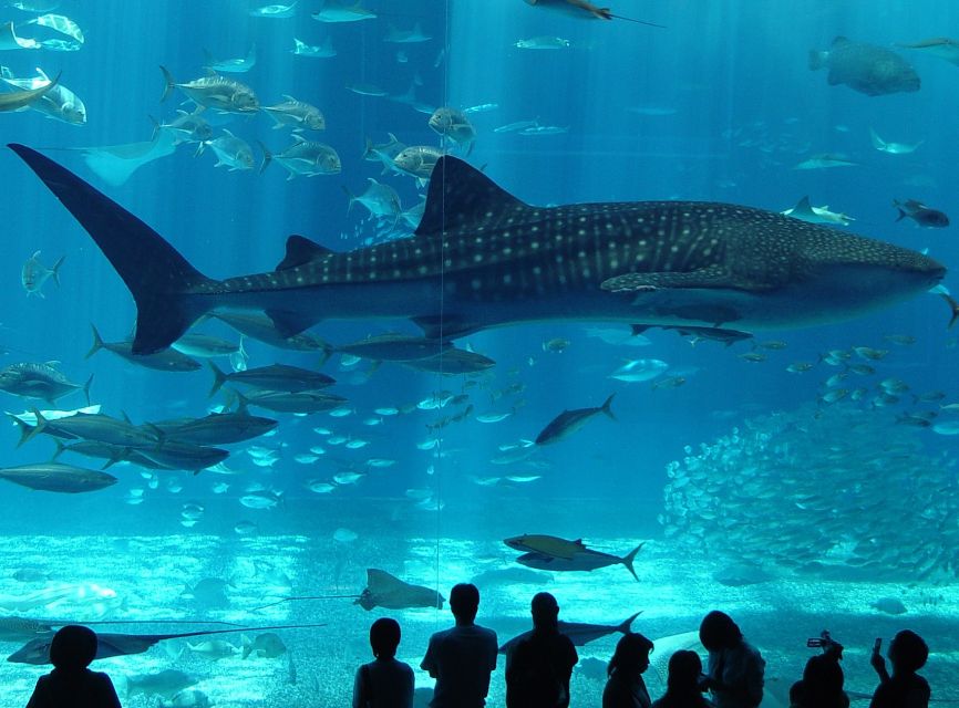 Istanbul Aquarium and Aqua Florya Shopping Mall Tour - Experience Highlights
