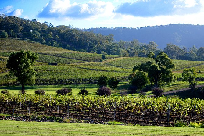 Ivanhoe Wines: Trip Advisor Seated Wine Tasting Masterclass - Sample Menu Highlights