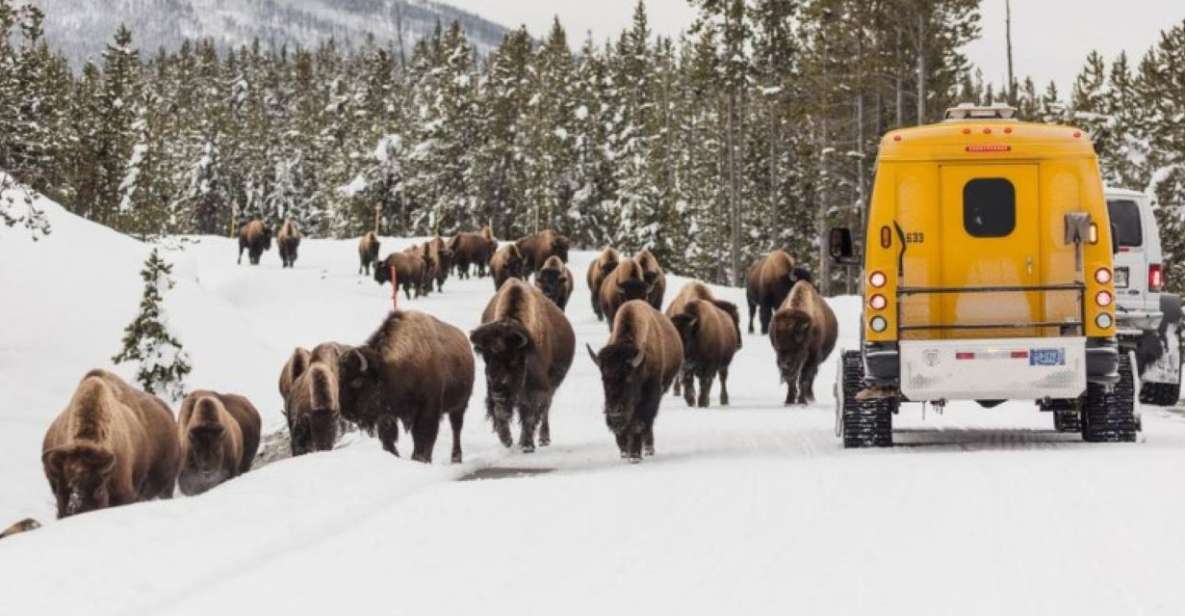Jackson: 4-Day Grand Teton & Yellowstone Winter Tour - Experiences Included