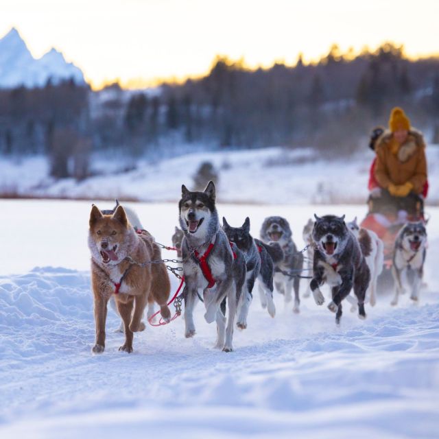 Jackson Hole: Dogsledding Tour With Hot Chocolate - Experience Highlights
