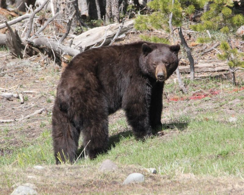 Jackson Hole: Yellowstone Lower Loop Upper Loop 2-Day Tour - Experience Highlights