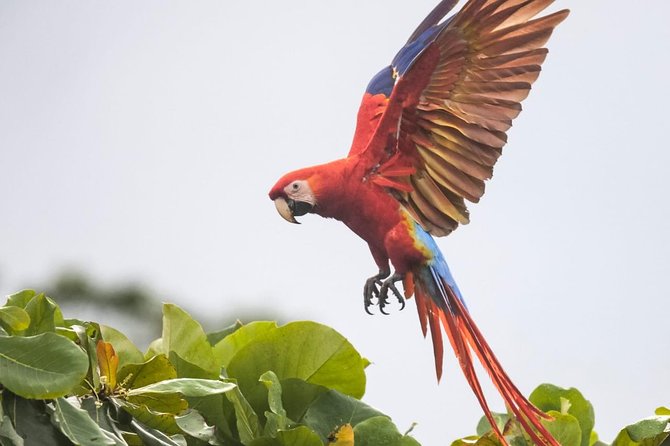 Jaco Birdwatching and Photography With Sergio - Photography Experience and Equipment