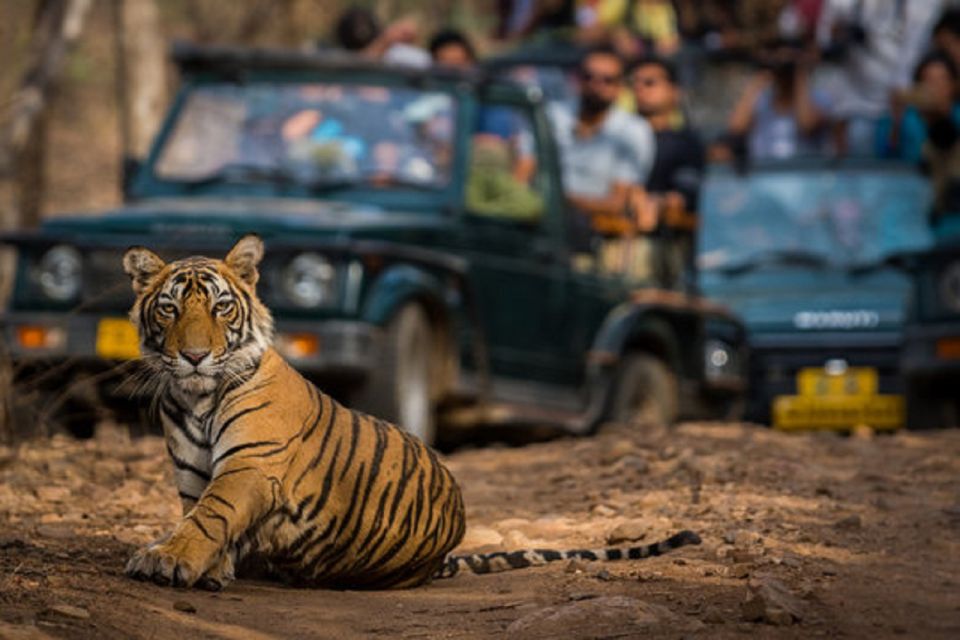 Jaipur City Tour With Ranthambore Tiger Safari - Tour Experience