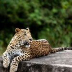 2 jaipur jhalana leopard safari private tour Jaipur: Jhalana Leopard Safari Private Tour