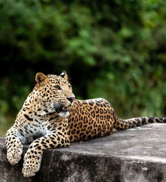Jaipur: Jhalana Leopard Safari Private Tour