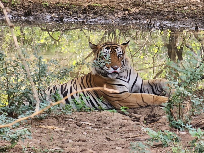 Jaipur to Ranthambore Day Trip - Activity Experience