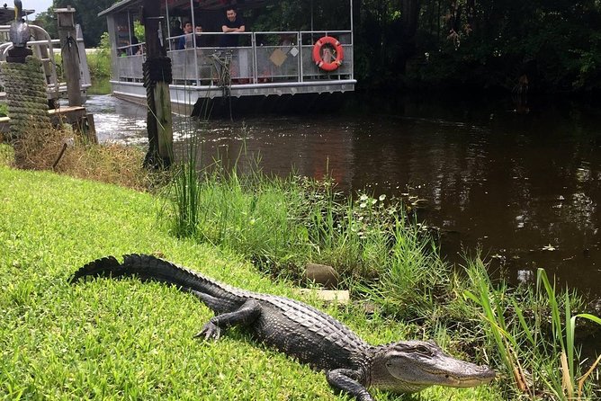 Jean Lafitte 90-Minute Swamp and Bayou Boat Tour - Logistics and Accessibility