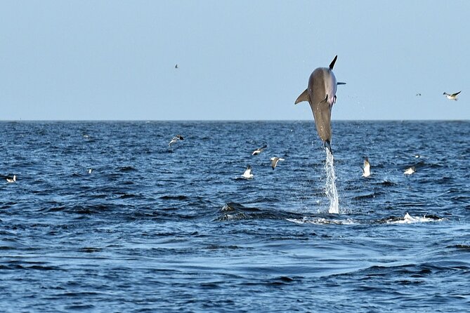 Jekyll Island Dolphin Tours - Meeting and Pickup Information