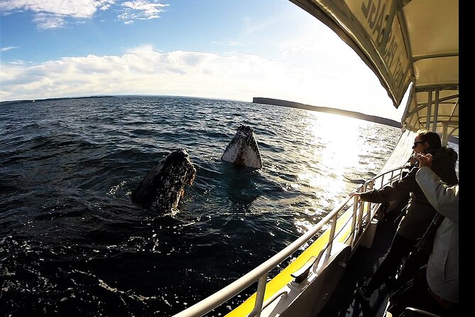 Jervis Bay Whale Watching Tour - Meeting Point and Check-in Details