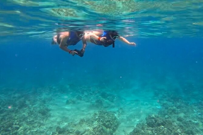 Jet Snorkeling in Turtle, Dolphin and Monk Seal Bay - Traveler Feedback and Reviews