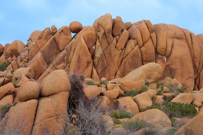 Joshua Tree National Park Scenic Tour - Meeting and Pickup Information