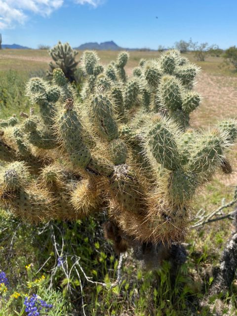 Jumping Cholla (Choya) Jeep Tour - Inclusions and Amenities