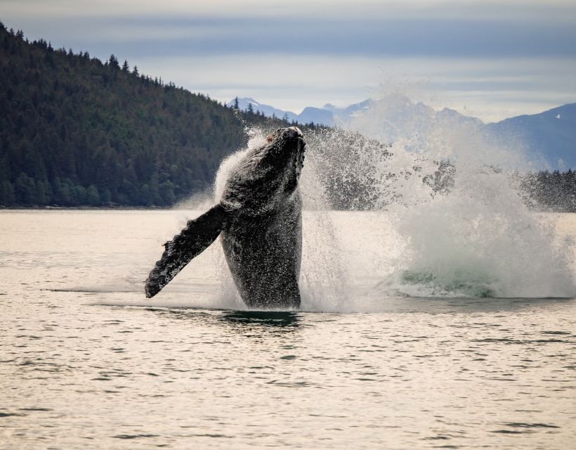 Juneau: Mendenhall Glacier Waterfall & Whale Watching Tour - Important Information
