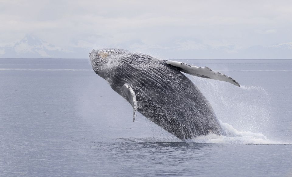 Juneau: Whale Watching and Wildlife Cruise With Local Guide - Experience Highlights