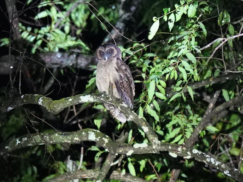 Jungle Night Tour : Finding Snakes and Night Species - Experience Highlights