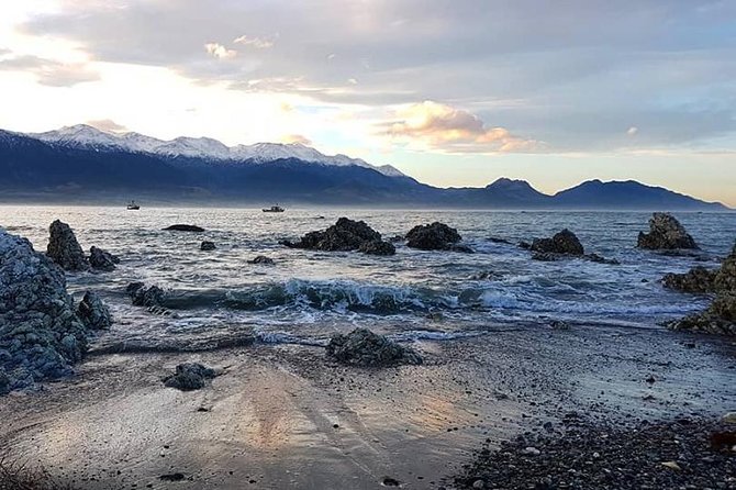 Kaikoura Day Tour With Whale Watching - Itinerary Highlights