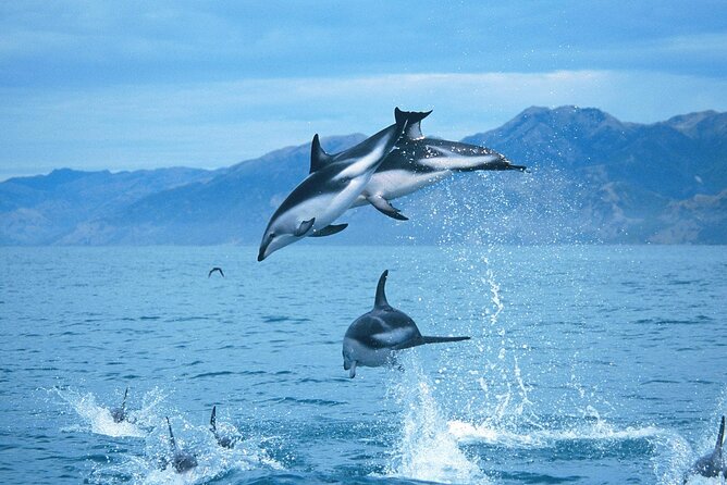 Kaikoura Whale and Dolphin Overnight Tour From Christchurch - Additional Info