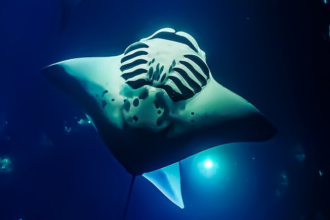 Kailua-Kona Group Swim With Manta Rays (Mar ) - Meeting and Pickup Details