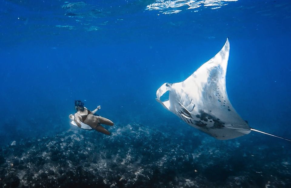 Kailua-Kona: Manta Ray Snorkeling With Hot Cocoa - Experience Highlights