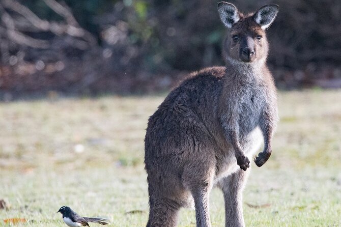 Kangaroo Island Luxury Small Group Island Life Full Day Tour - Itinerary Overview