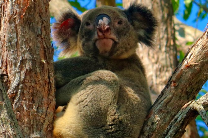 Kangaroo Watching & Koala Spotting Private Tour - Inclusions Provided