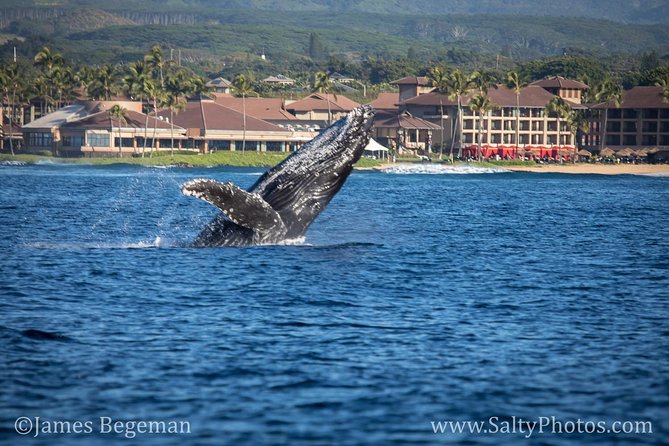 Kauais Ultimate SOUTH SIDE Whale & Dolphin Zodiac Boat Adventure - Cancellation Policy