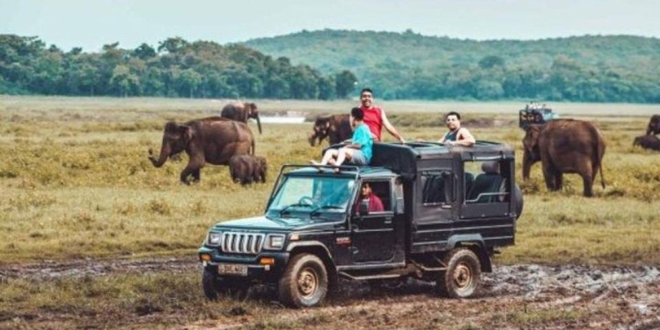 Kaudulla National Park: Afternoon Game Drive - Asian Elephant Gathering Experience