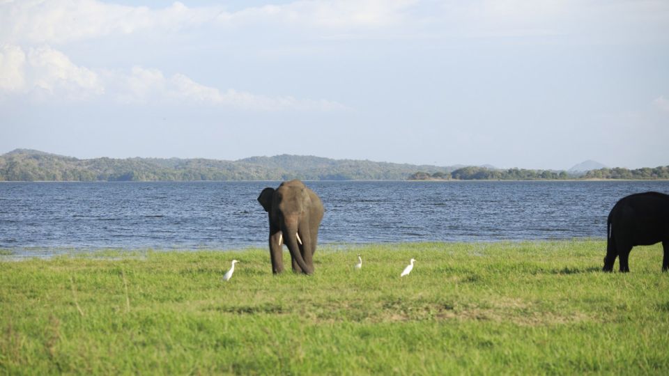Kaudulla National Park-Elephant Gathering Safari - Experience