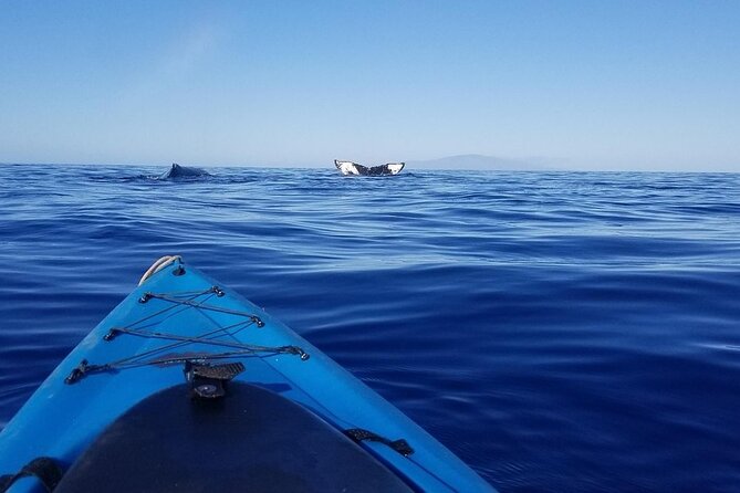 Kayak and Snorkel - South Shore Turtle - Snorkeling Experience