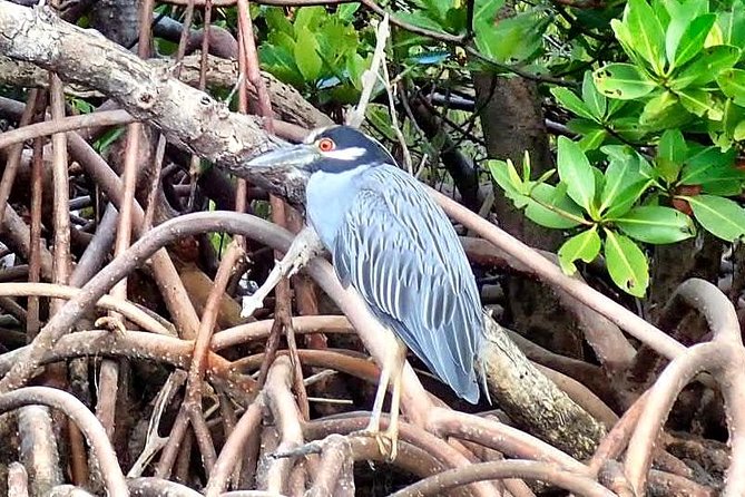 Kayaking Tour of Mangrove Tunnels in South Florida  - Fort Lauderdale - Experience Highlights