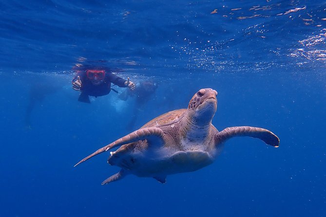 Kayaking With Dolphins and Turtles and Snorkelling in Tenerife - Booking and Cancellation Policies