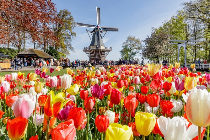 Keukenhof Gardens & Tulip Experience Guided Tour From Amsterdam - Positive Feedback