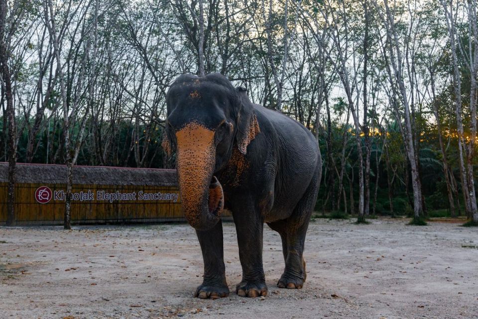 Khao Lak: 2-Hour Elephant Sanctuary Eco-Walk With Guided - Customer Experience