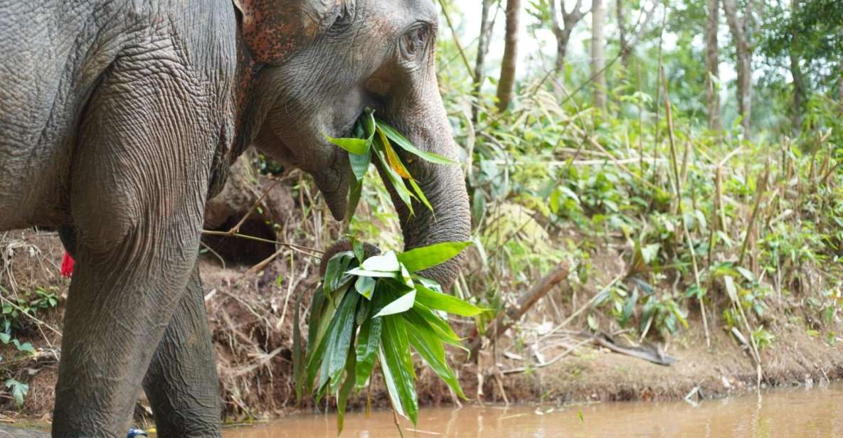 Khao Lak Ethical Elephant Sanctuary Overnight Program - Engage in Elephant Caretaker Activities