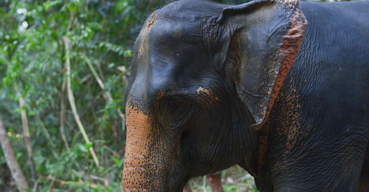 Khaolak Ethical Elephant Sanctuary Overnight Program - Activity Highlights