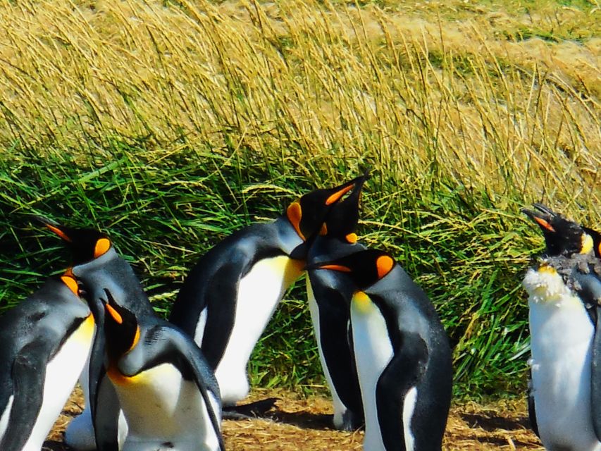 King Penguin & Tierra Del Fuego Tour - Pickup and Itinerary Highlights