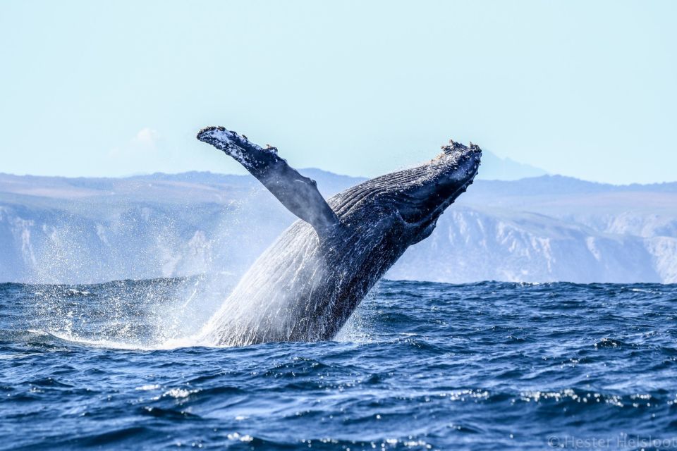 Knysna: Close Encounter Whale Watching Tour by Boat - Experience
