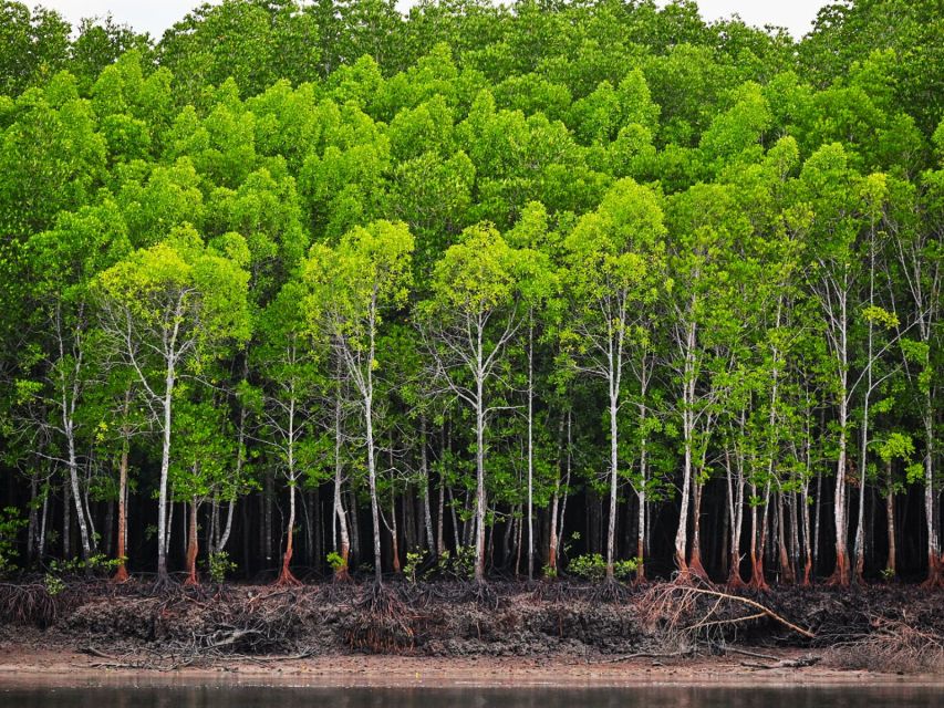 Ko Lanta: Mangrove Kayaking Half-Day Tour - Tour Highlights and Wildlife Encounters