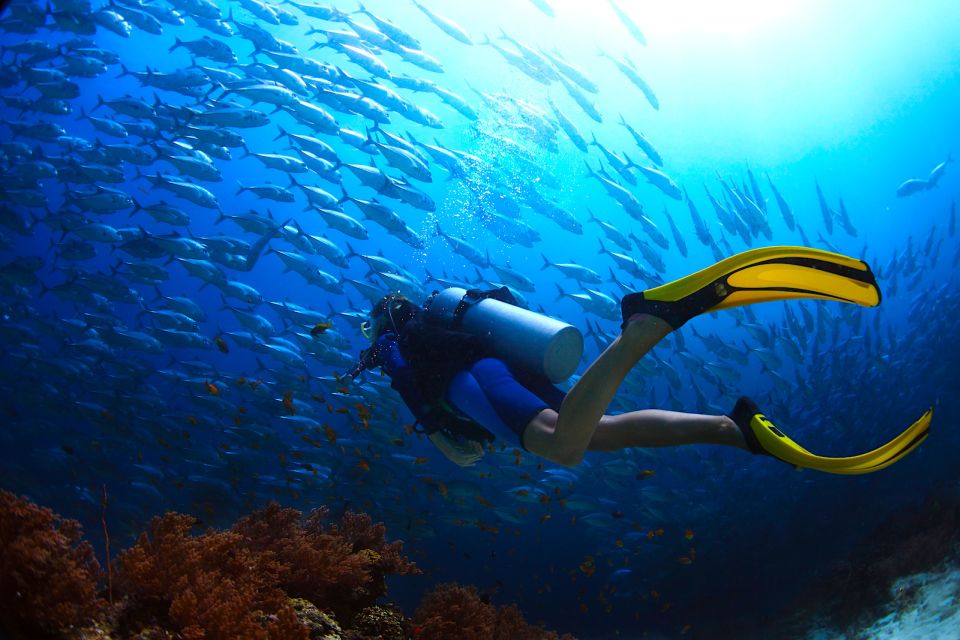 Ko Tao: Try Scuba Diving 1-Day Experience - Participant Information