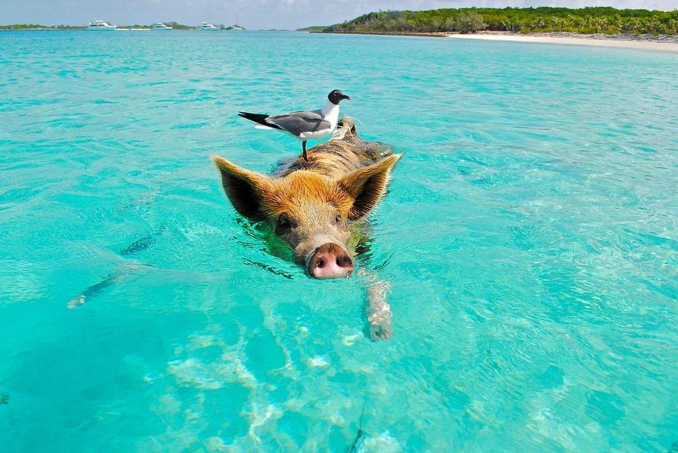 Koh Madsum ( Pig Island ) & Koh Tan by Longtail Boat - Experience Highlights of the Longtail Boat Tour