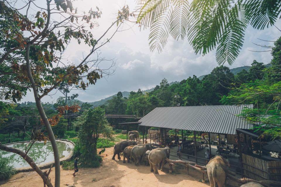Koh Samui: Elephant Kingdom Sanctuary Half-Day Tour - Experience Highlights