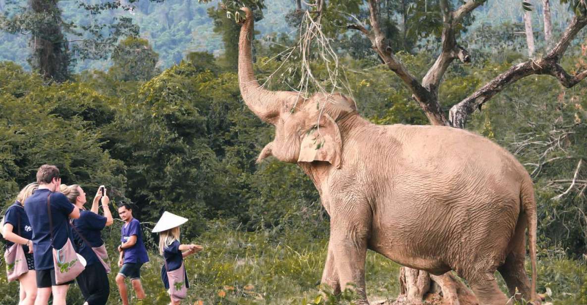 Koh Samui: Ethical Elephant Home Guided Tour With Transfers - Experience Highlights