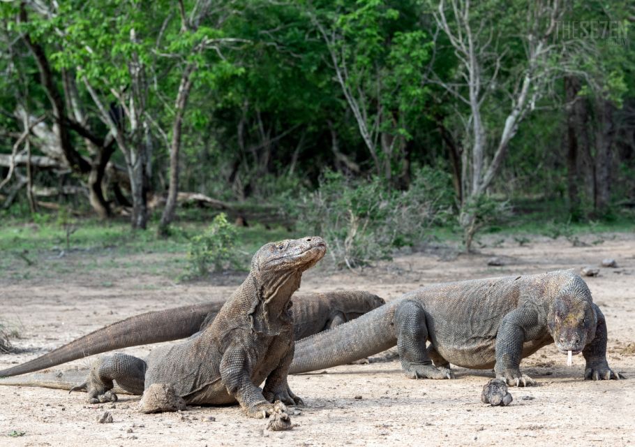 Komodo Island: 3D2N Private Speedboat, Land Tour & Hotel - Experience Highlights