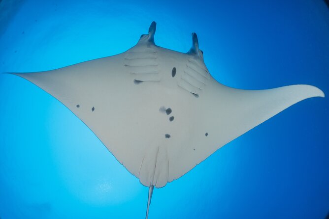 Kona Manta Ray Night Snorkel Adventure! Small Group - Inclusions and Meeting Details