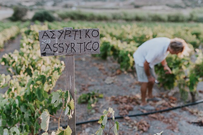 Kostantakis Winery - Milos Island Wine Tasting Experience - Vineyard Tour Details