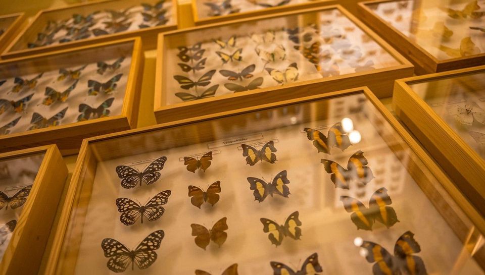 Krakow: Living Butterfly Museum - Interactive Experiences Offered