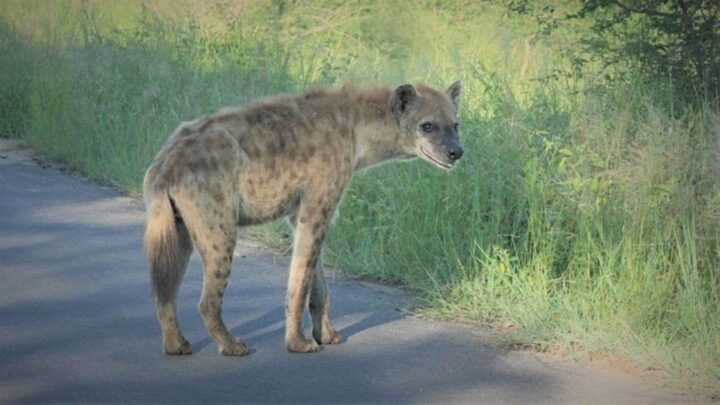 Kruger National Park 2 Days - Wildlife Encounters