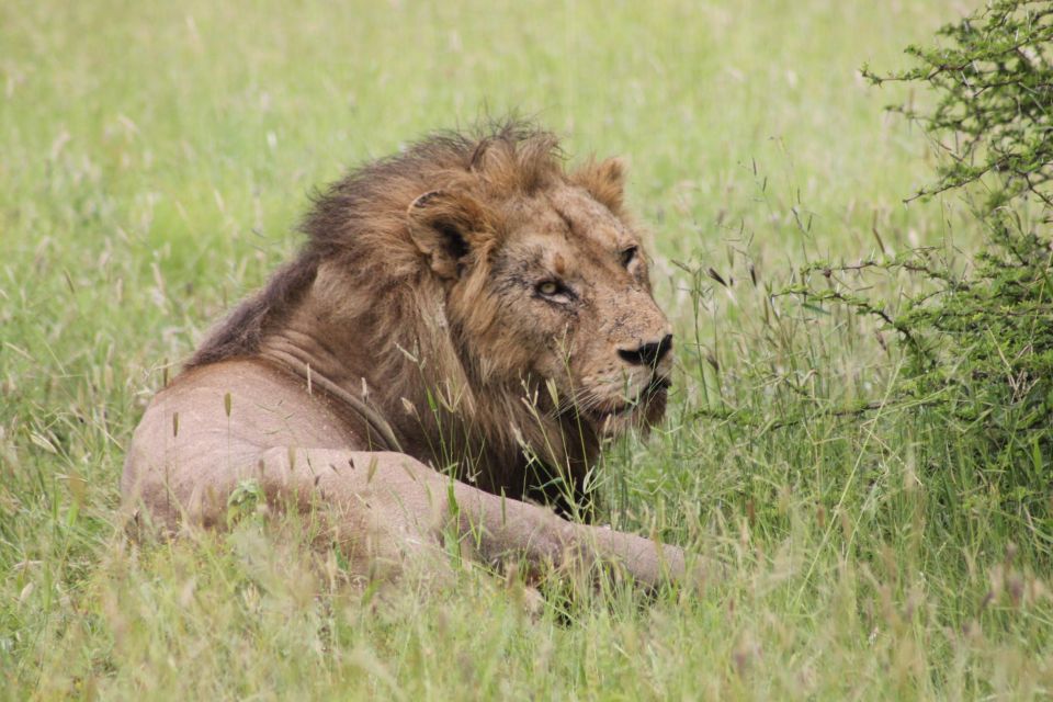 Kruger National Park: 3 Day Safari Tour - Wildlife Encounters and Sightings